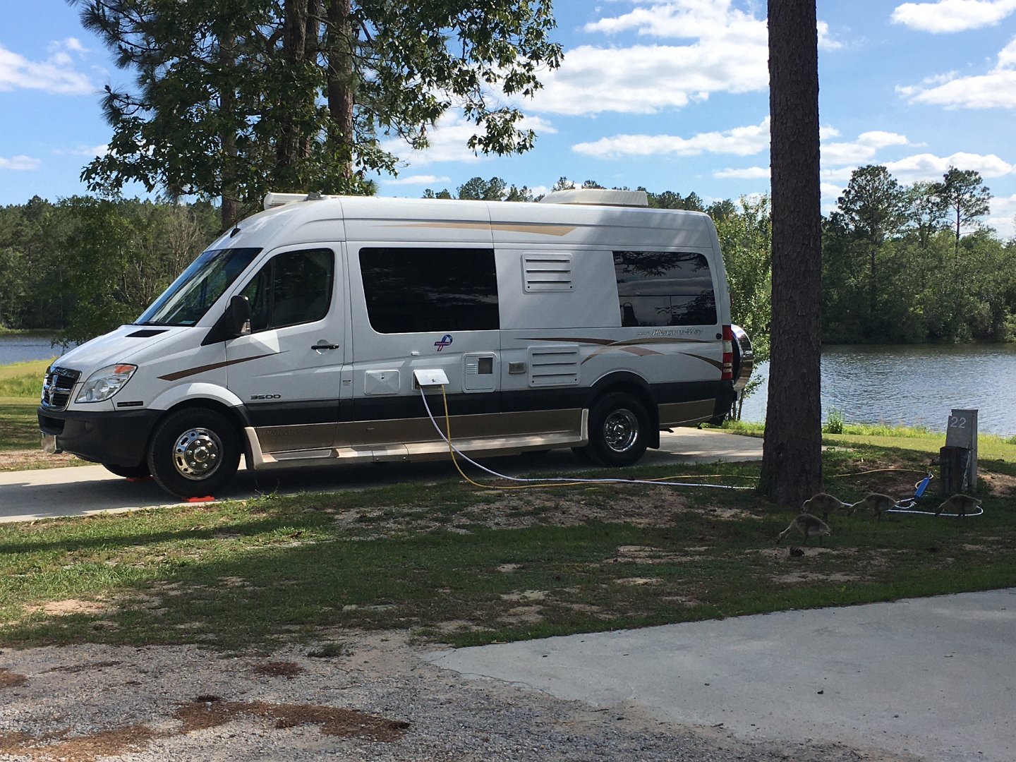 03-Baby geese by tree.jpg